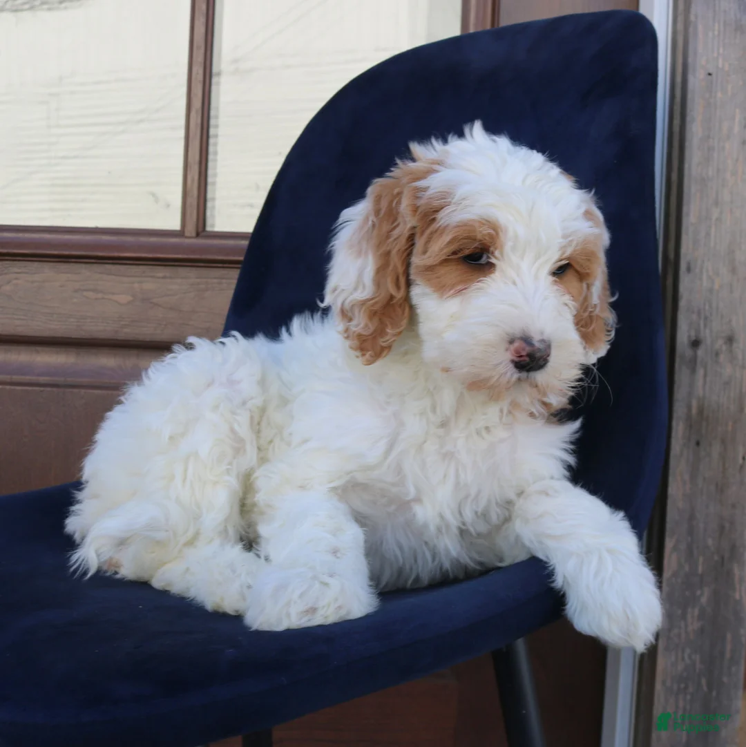 Goldendoodle dogs for sale: Polly  - Ad 4
