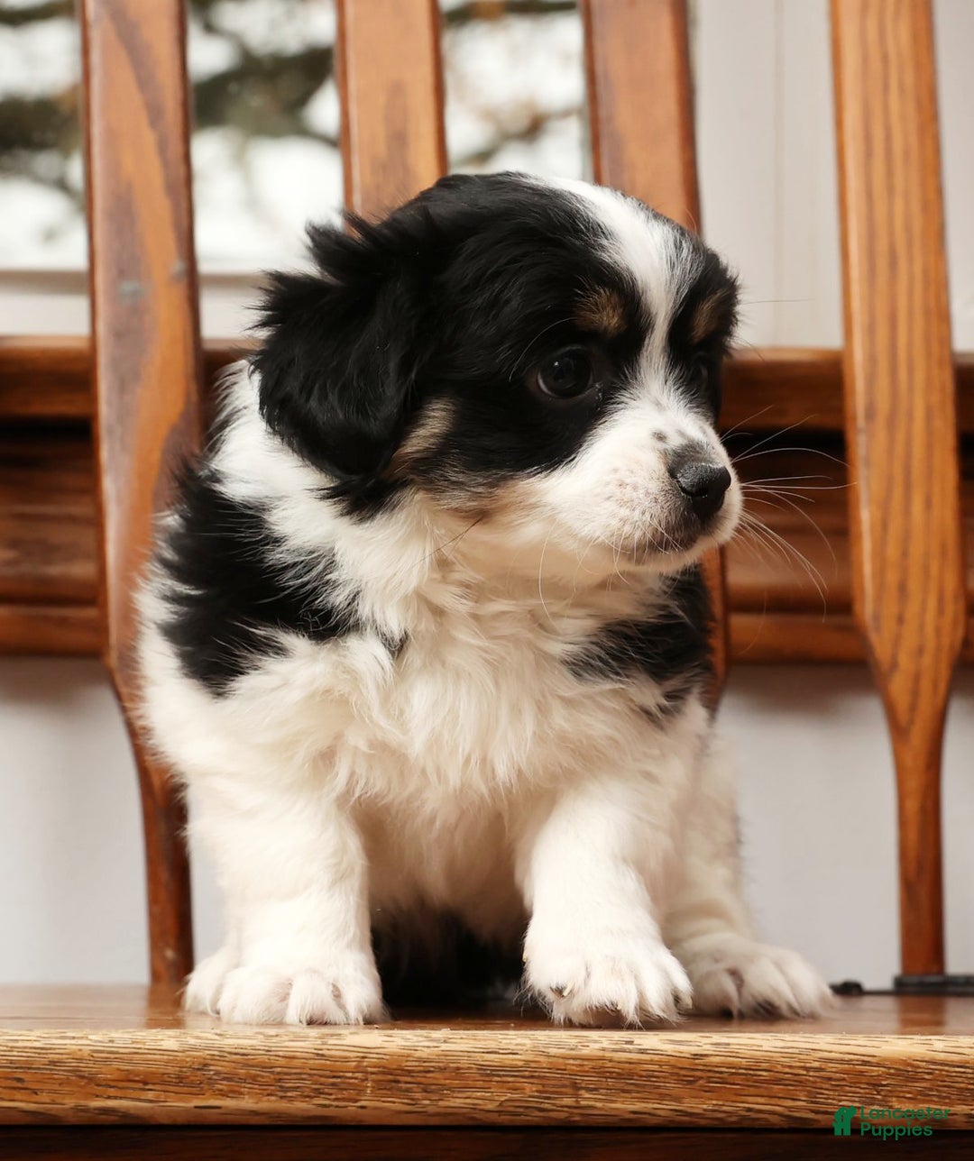 Havanese dogs for sale: Trisha - Ad 6