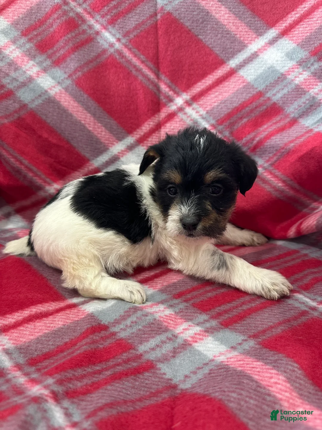 Jackapoo dogs for sale: Jackapoo Puppy 2 - Ad 1