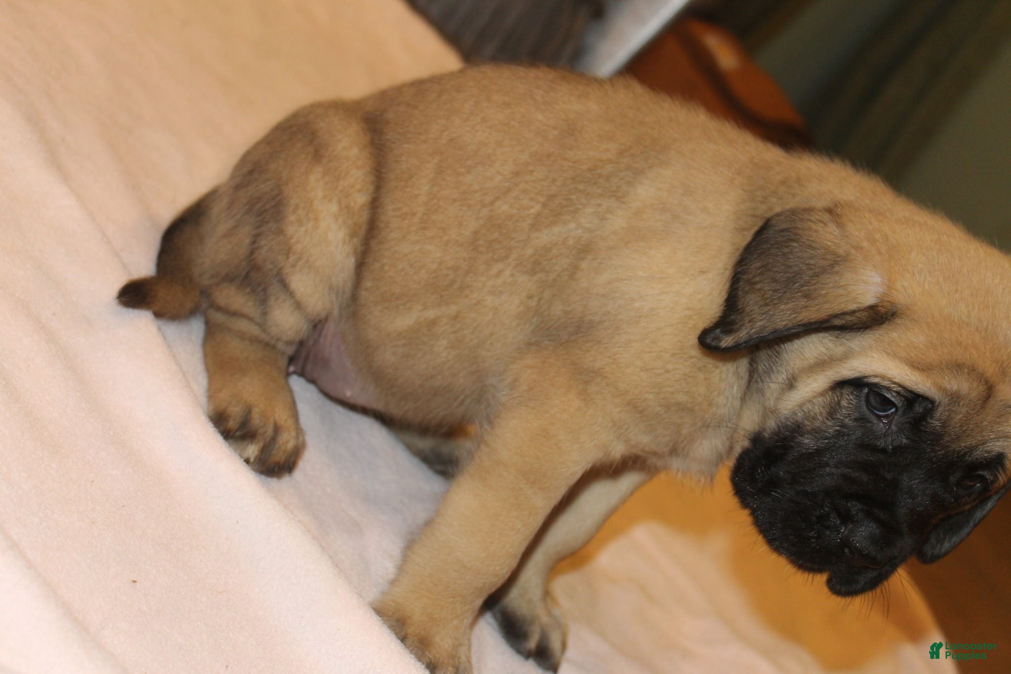 English Mastiff dogs English Mastiff 3 - Ad 2