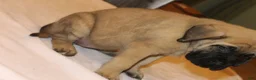 English Mastiff dogs for sale: English Mastiff 3 - Ad 2