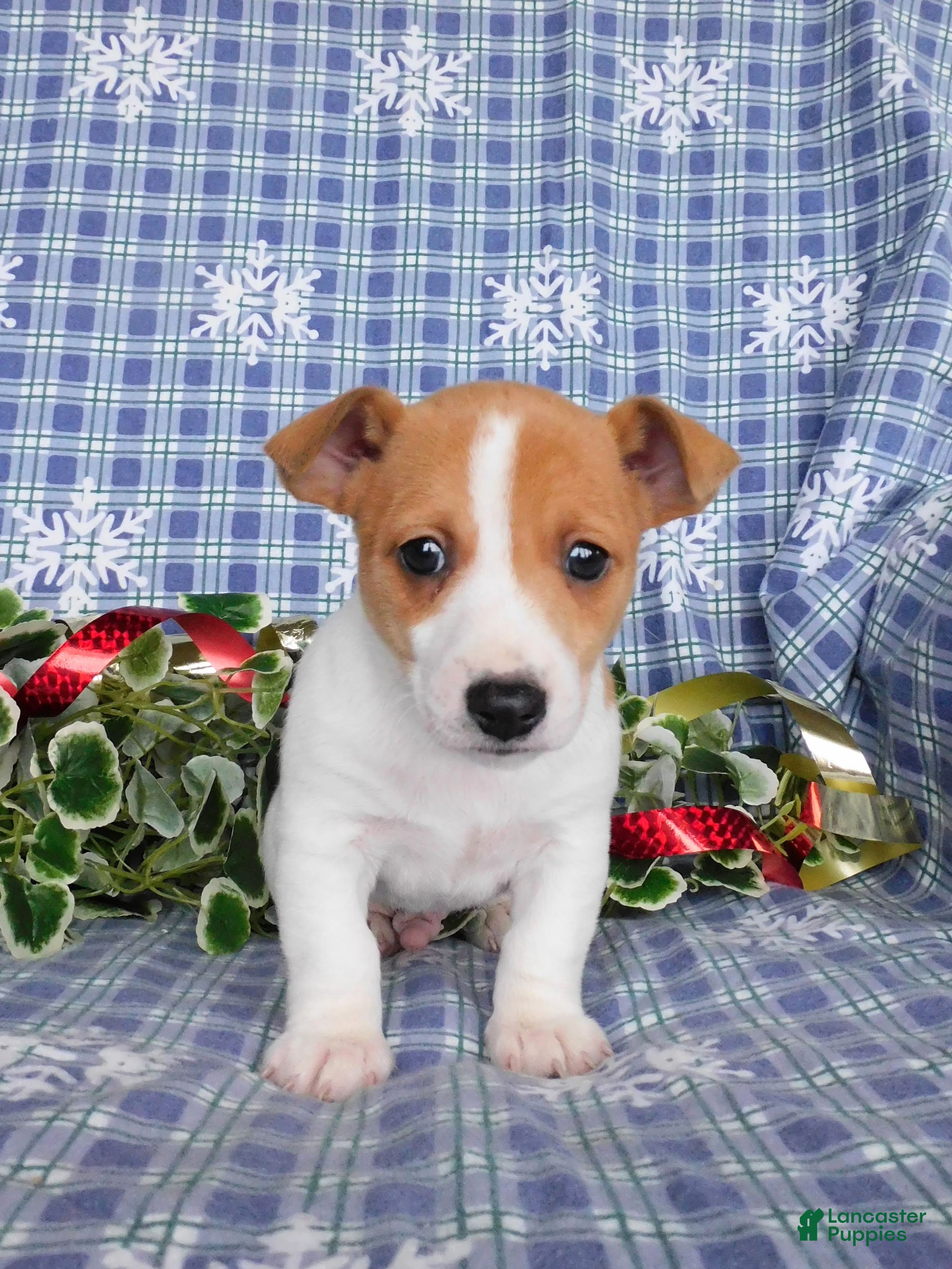 Jack Russell Terrier dogs Duke - Ad 42