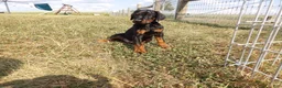 Doberman Pinscher dogs for sale: Max - Ad 5