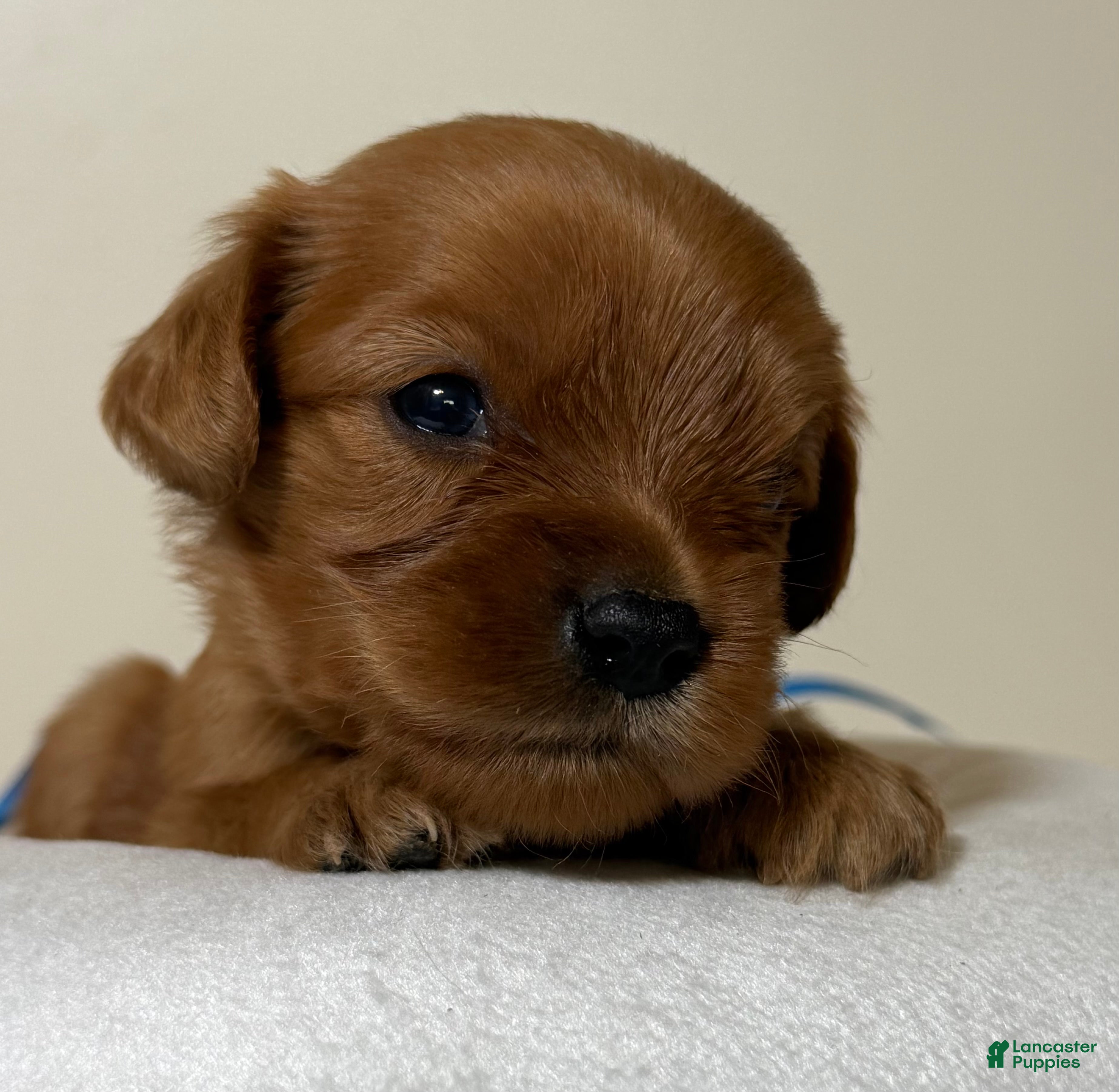 Cavapoo dogs Scott Cavapoo  - Ad 1