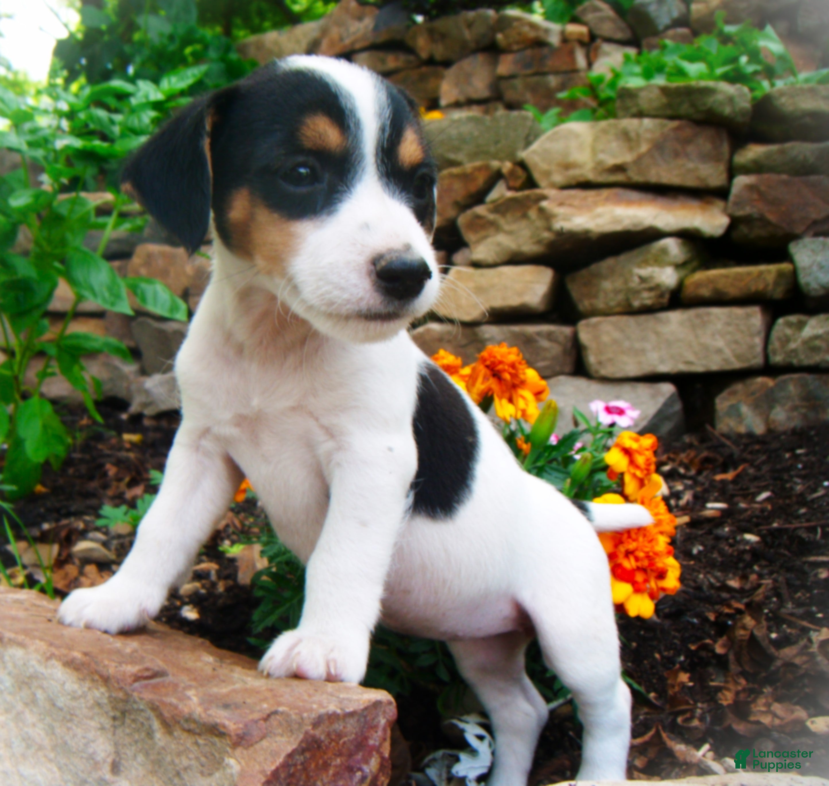 Jack Russell Terrier dogs Carrie - Ad 4