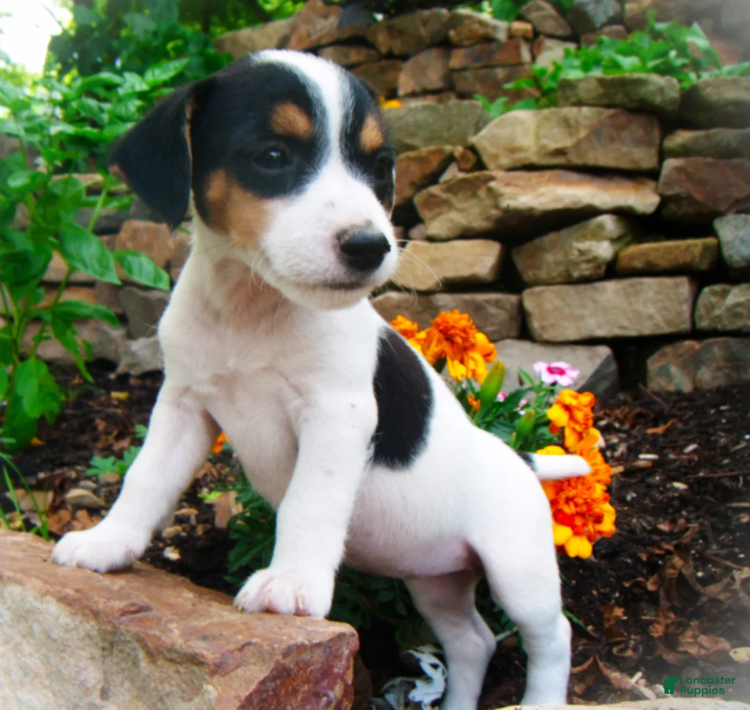 Jack Russell Terrier dogs for sale: Carrie - Ad 1