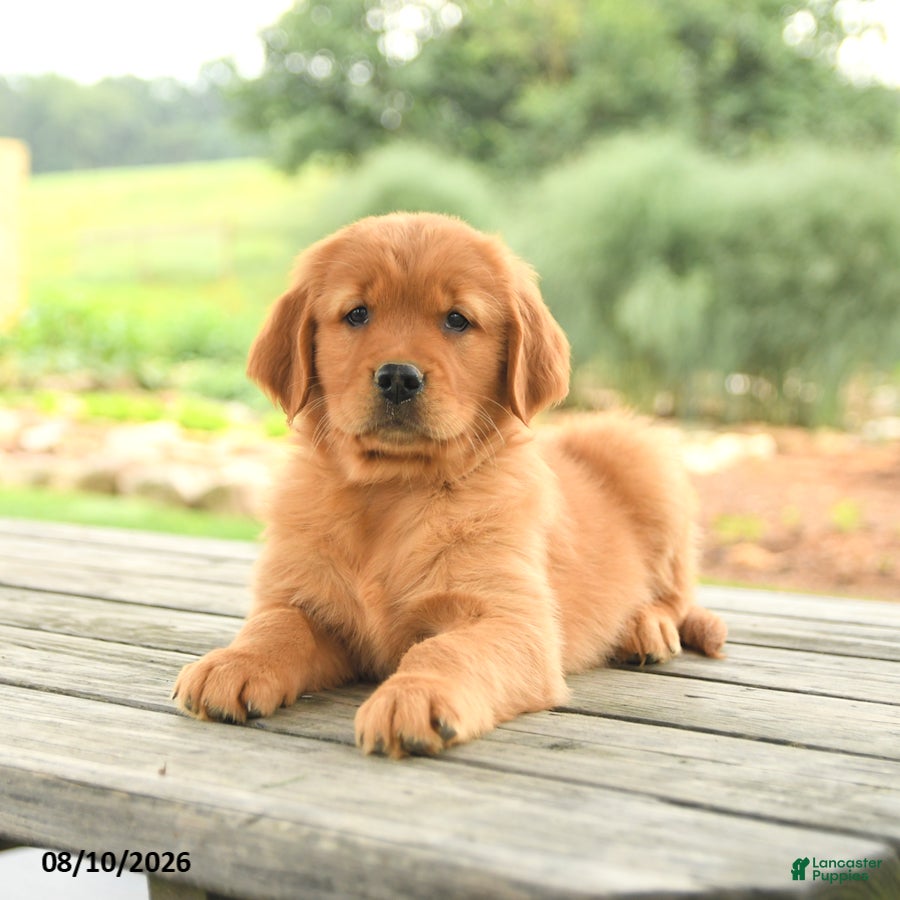 Golden Retriever dogs Ziggy - Ad 2
