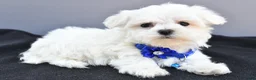 Maltese dogs for sale: Hannah - Ad 6