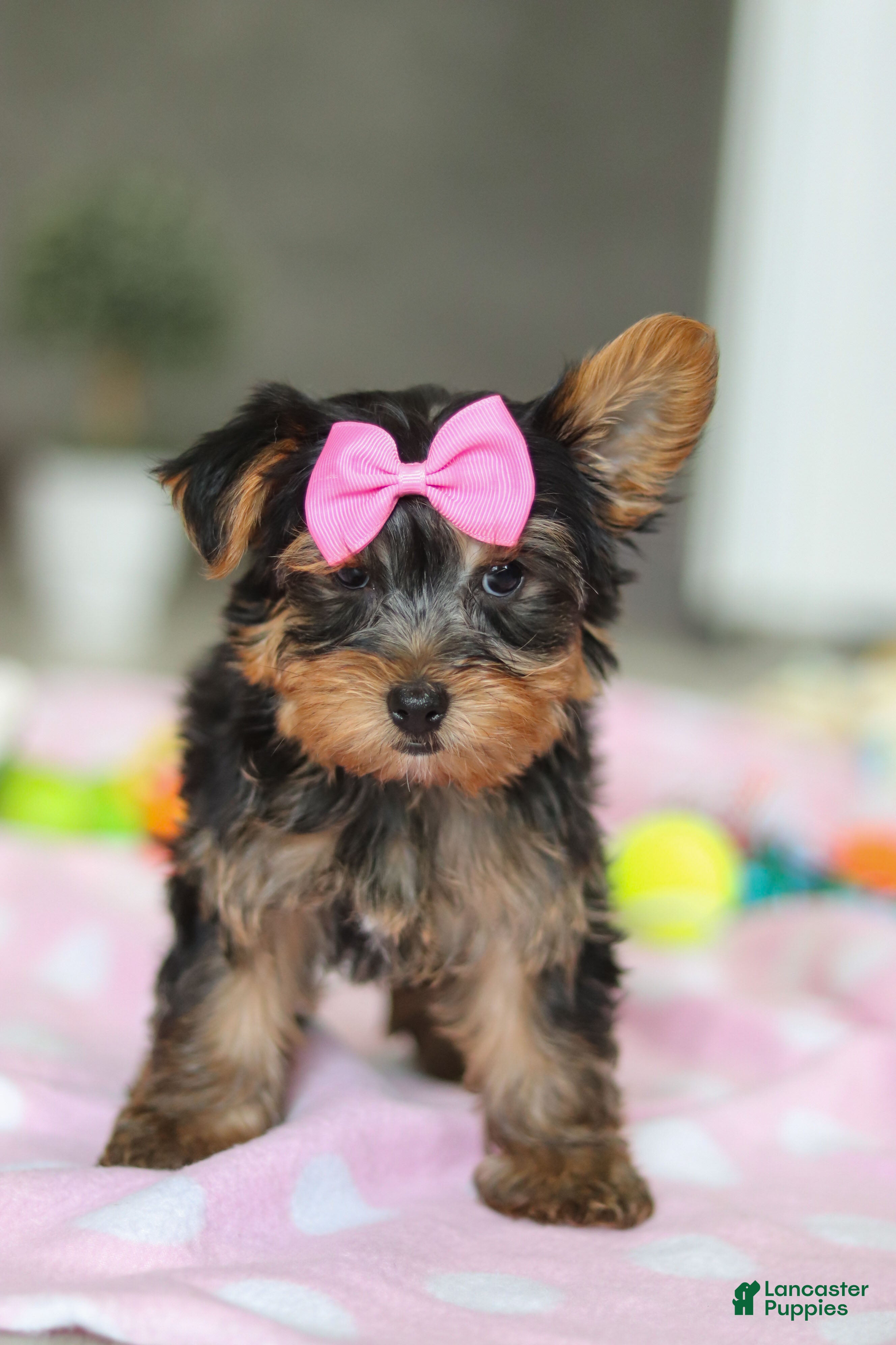 Yorkshire Terrier dogs Bella - Ad 1