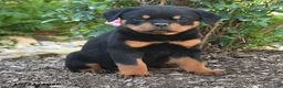 Rottweiler dogs for sale: Sable - Ad 4
