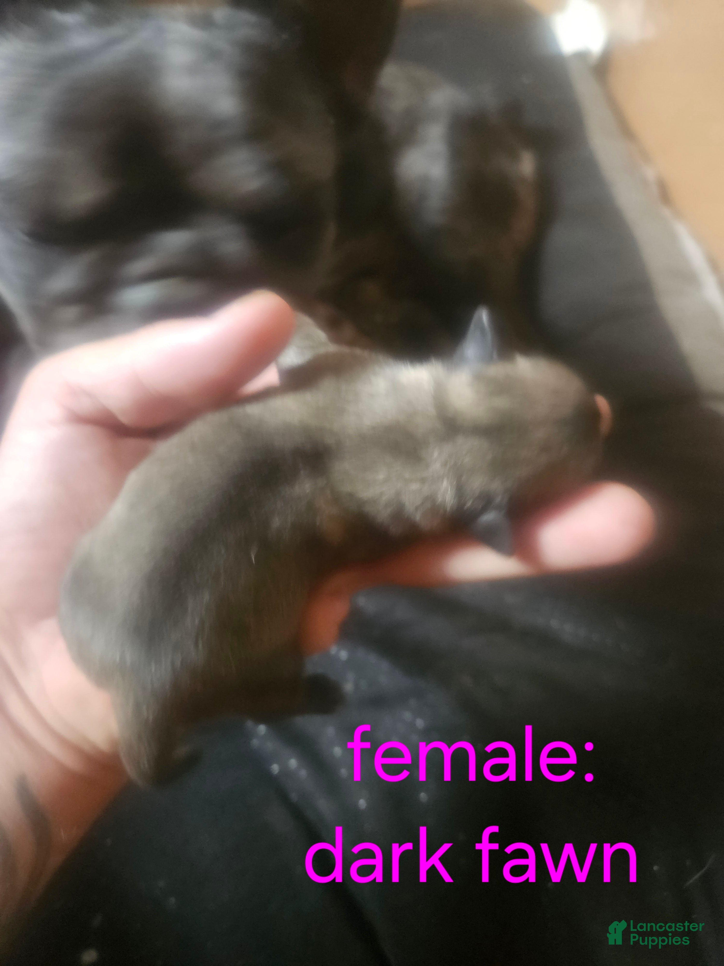 Frug dogs Frug 9 - Ad 12