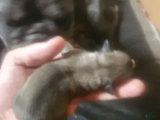 Frug dogs Frug 9 - Ad 12