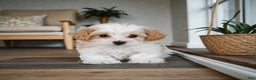 Maltipoo dogs for sale: milo - Ad 1