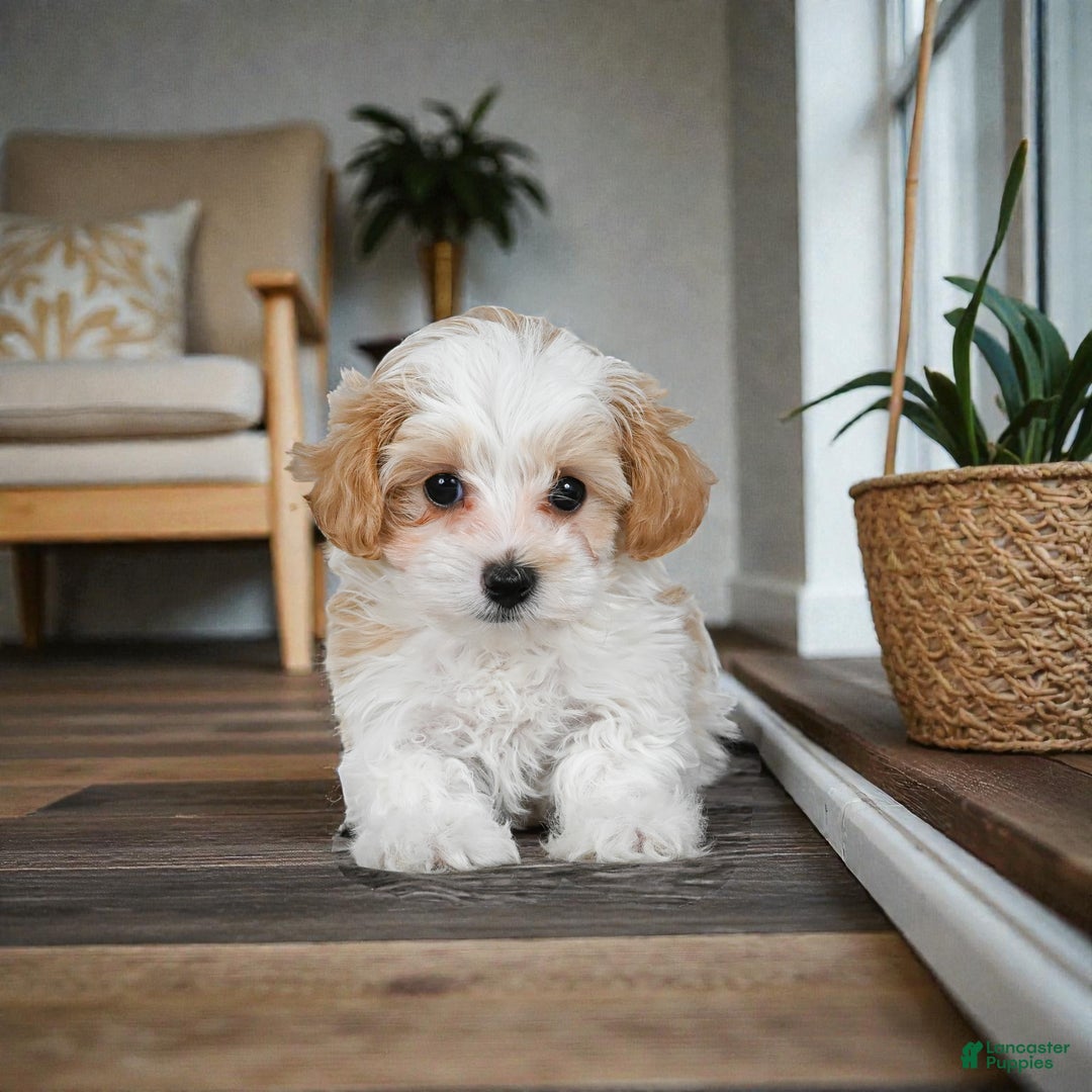 Maltipoo dogs for sale: milo - Ad 1