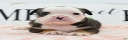 Mixed Breed dogs for sale: Queen - Ad 42