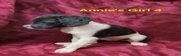 Brittany Spaniel dogs for sale: AKC/UKC French Brittany Annie's Girl 4 - Ad 3