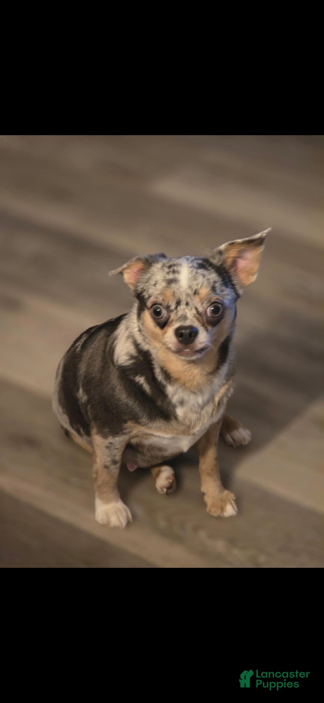 Chihuahua dogs for sale: Lana - Ad 8