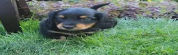 Miniature Dachshund dogs for sale: Vivian  - Ad 23