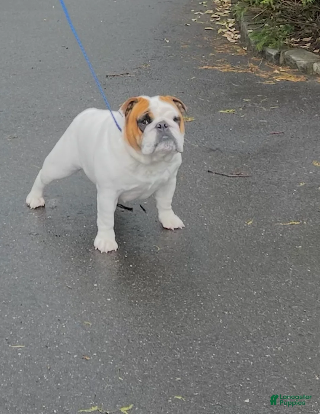 English Bulldog dogs for sale: Lola - Ad 2