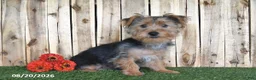 Yorkshire Terrier dogs for sale: Denny - Ad 1