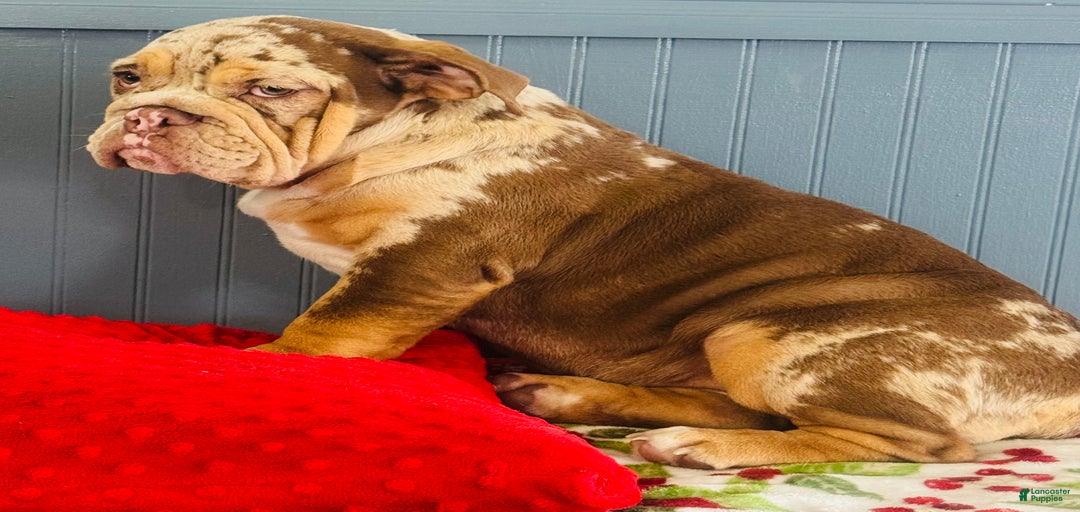 Gallery Image {{count}}