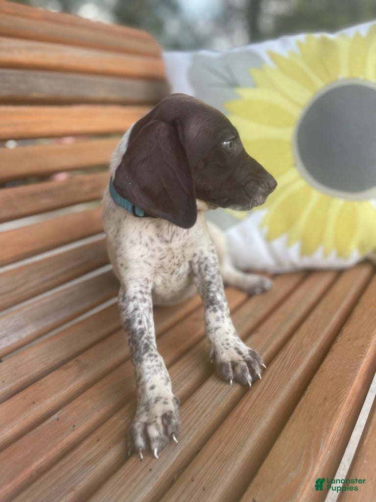 German Shorthaired Pointer dogs German Shorthaired Pointer Boy 3 - Ad 1