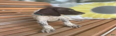 German Shorthaired Pointer Boy 3