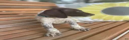 German Shorthaired Pointer dogs for sale: German Shorthaired Pointer Boy 3 - Ad 1