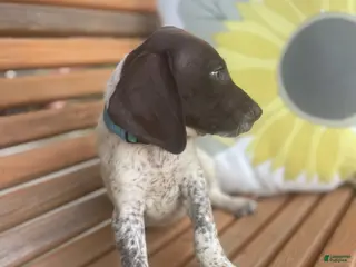 German Shorthaired Pointer dogs for sale: German Shorthaired Pointer Boy 3 - Ad 4