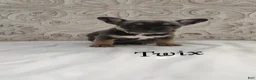 French Bulldog dogs for sale: Twix - Ad 3