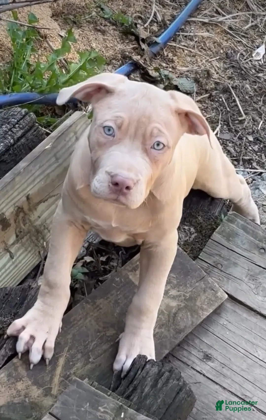 American Bully dogs for sale: American Bully Puppy 7 - Ad 1