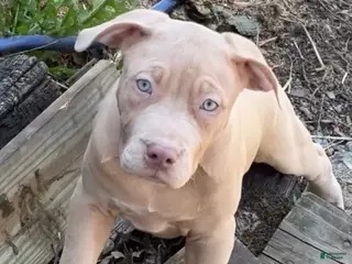 American Bully dogs for sale: American Bully Puppy 7 - Ad 2