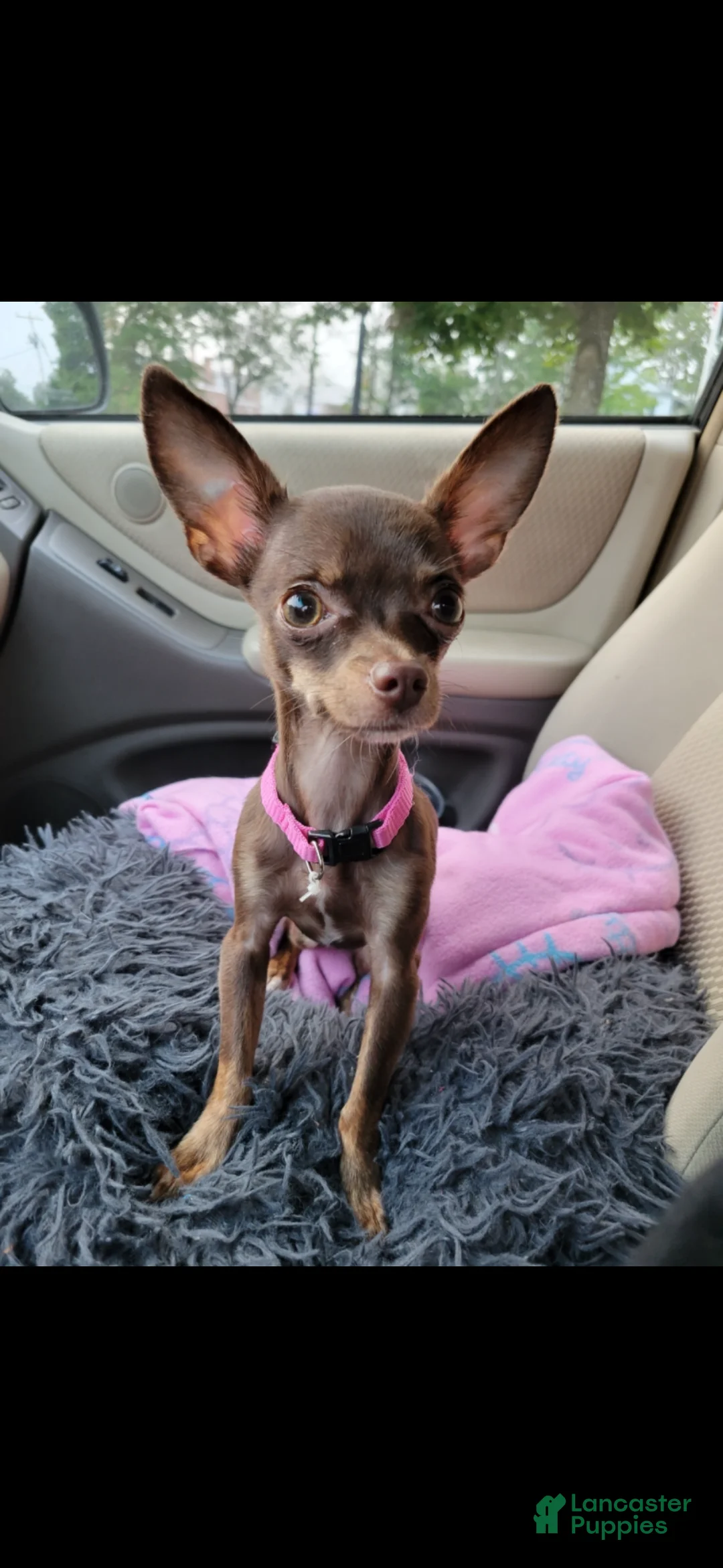 Chihuahua dogs for sale: Spot - Ad 8