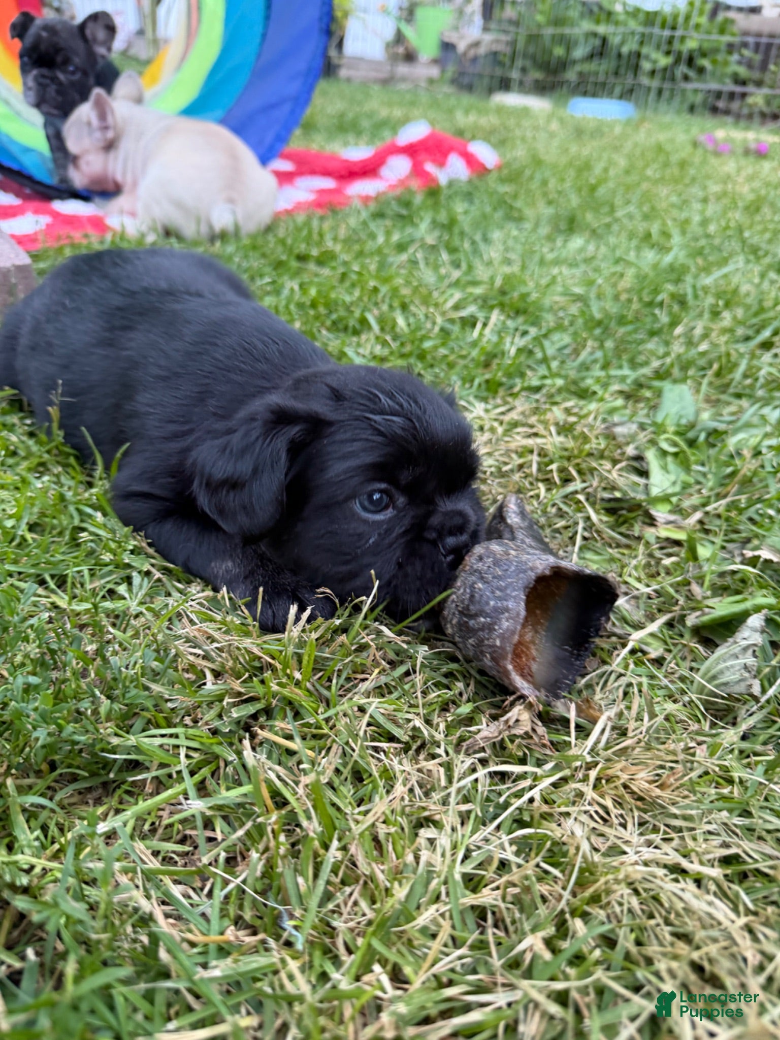 French Bulldog dogs French Bulldog Male Pup - Ad 2