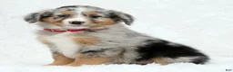 Australian Shepherd dogs for sale: Ruby - Ad 3