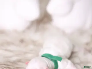 Maltipoo dogs Big Green - Ad 30