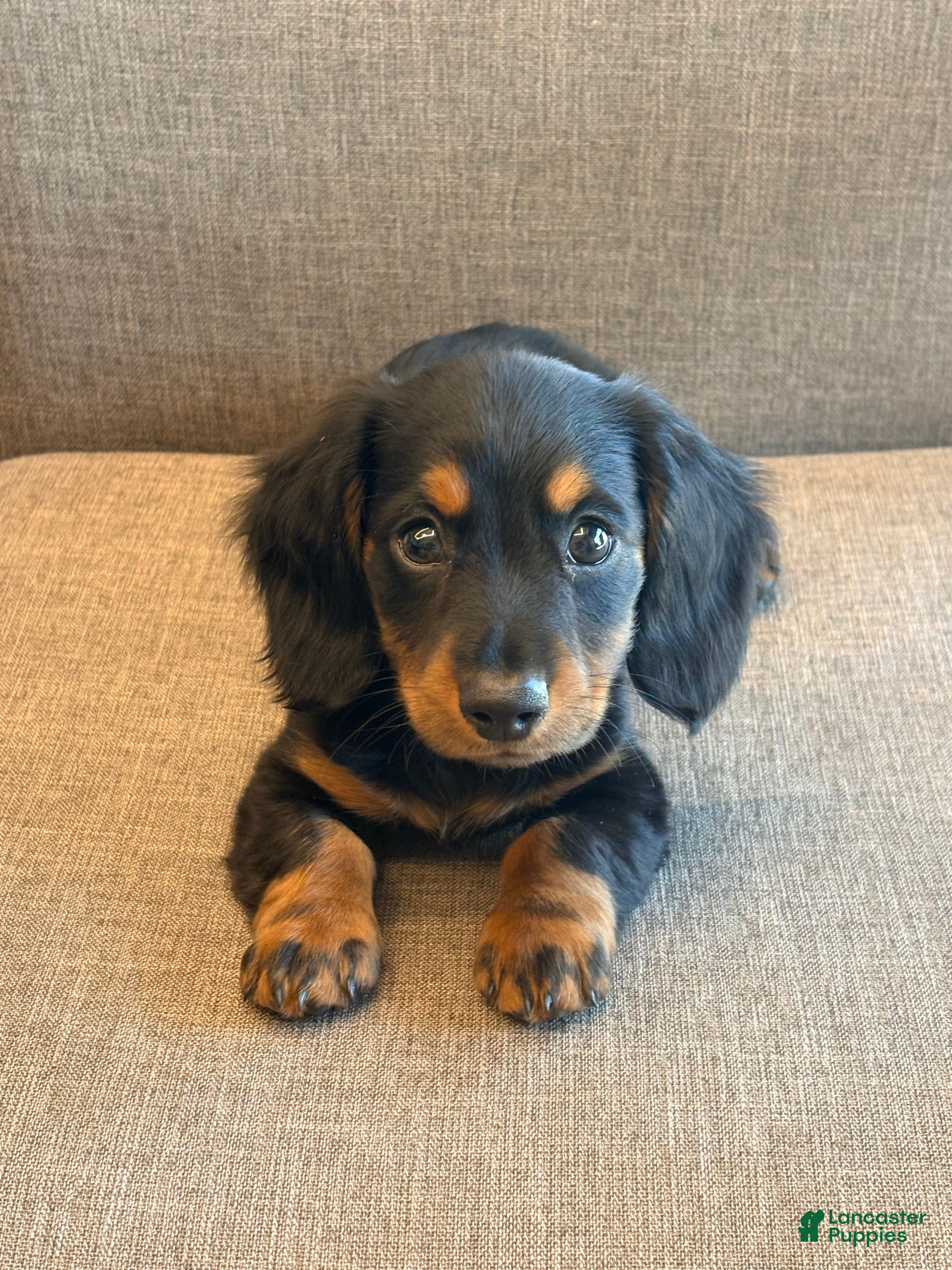 Miniature Dachshund dogs for sale: Frankie - Ad 9