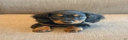 Miniature Dachshund dogs for sale: Frankie - Ad 1