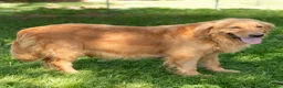 Golden Retriever dogs for sale: Sheba  - Ad 5