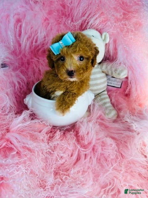 Toy Poodle dogs Toy Poodle 1 - Ad 2
