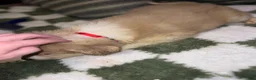 Mixed Breed dogs for sale: Mixed Breed 3 - Ad 2