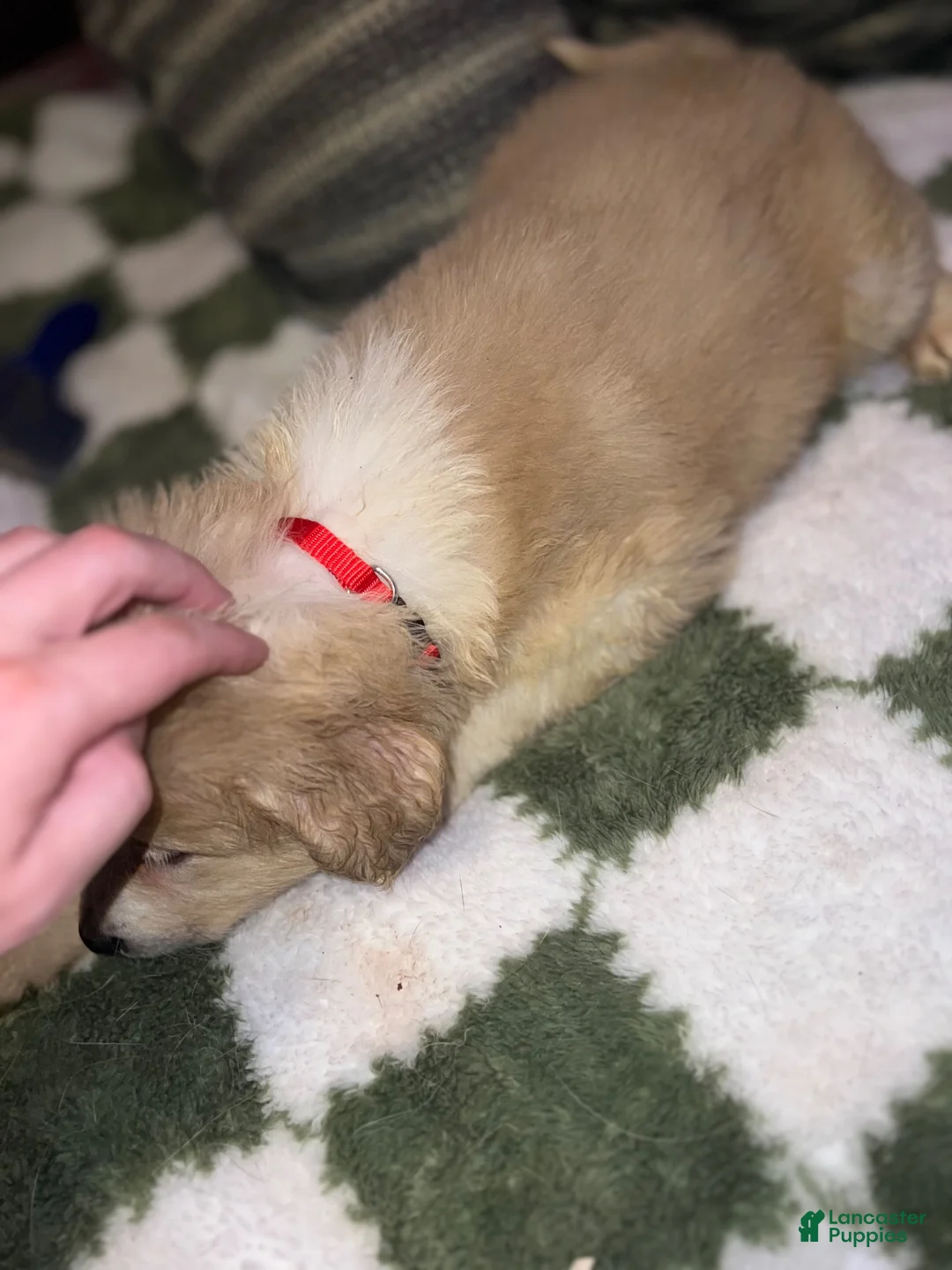 Mixed Breed dogs for sale: Mixed Breed 3 - Ad 2