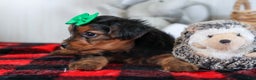 Yorkshire Terrier dogs for sale: CHLOE - Ad 16