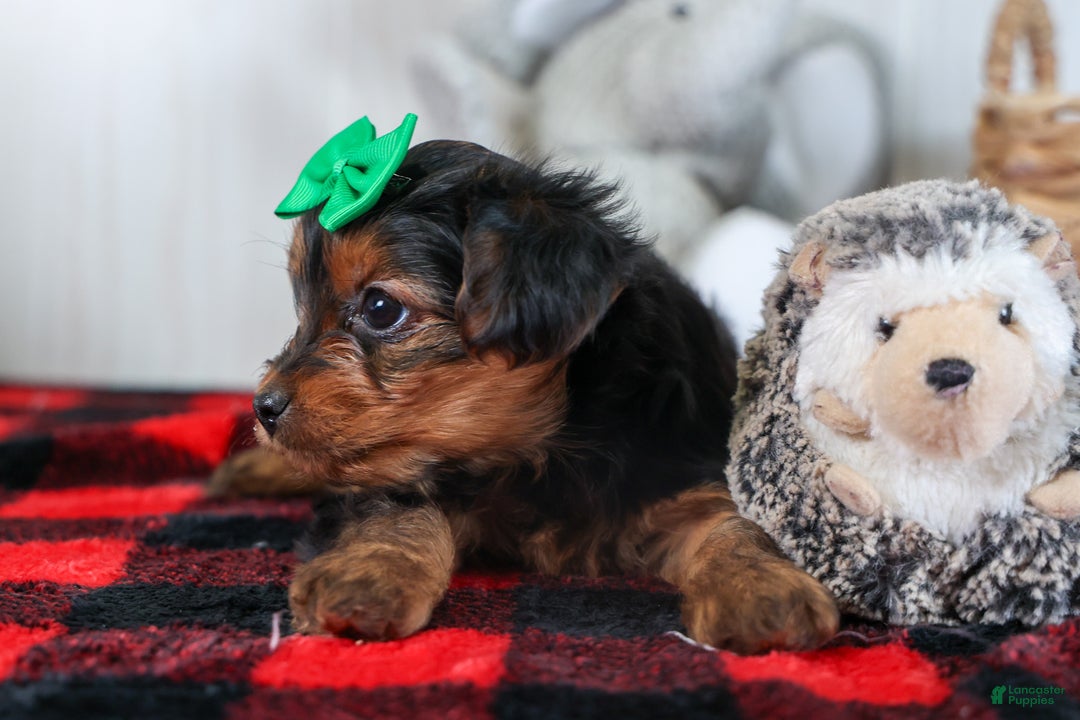Yorkshire Terrier dogs for sale: CHLOE - Ad 16