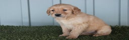 Golden Retriever dogs for sale: Golden Retriever Puppy Cowen - Ad 8