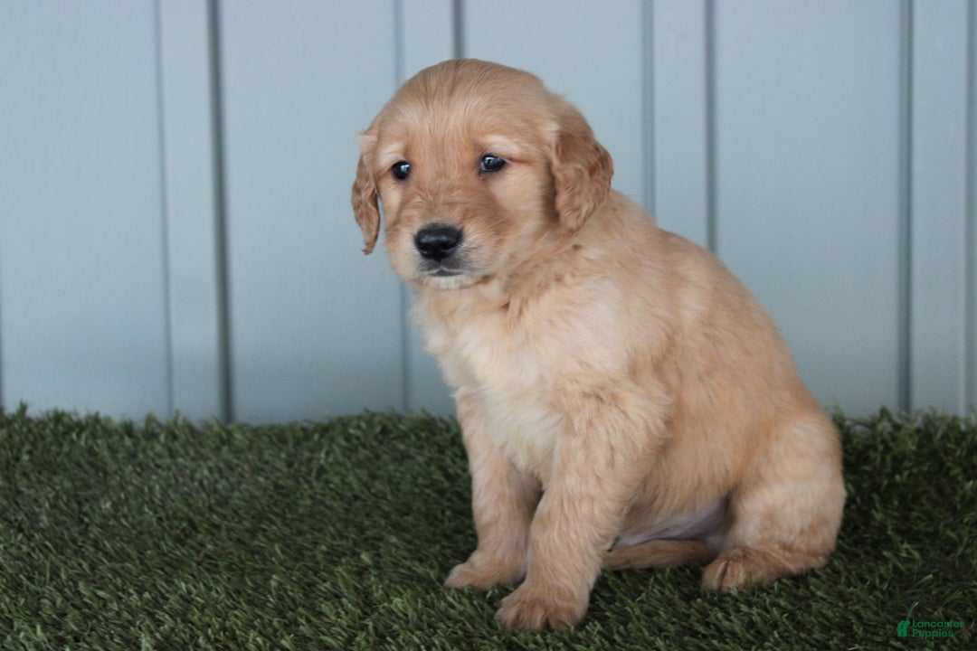 Golden Retriever dogs for sale: Golden Retriever Puppy Cowen - Ad 8