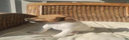 Jack Russell Terrier dogs for sale: Jack Russell Terrier 2 - Ad 5
