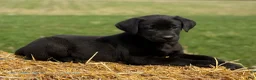 Labrador Retriever dogs for sale: Grace - Ad 4
