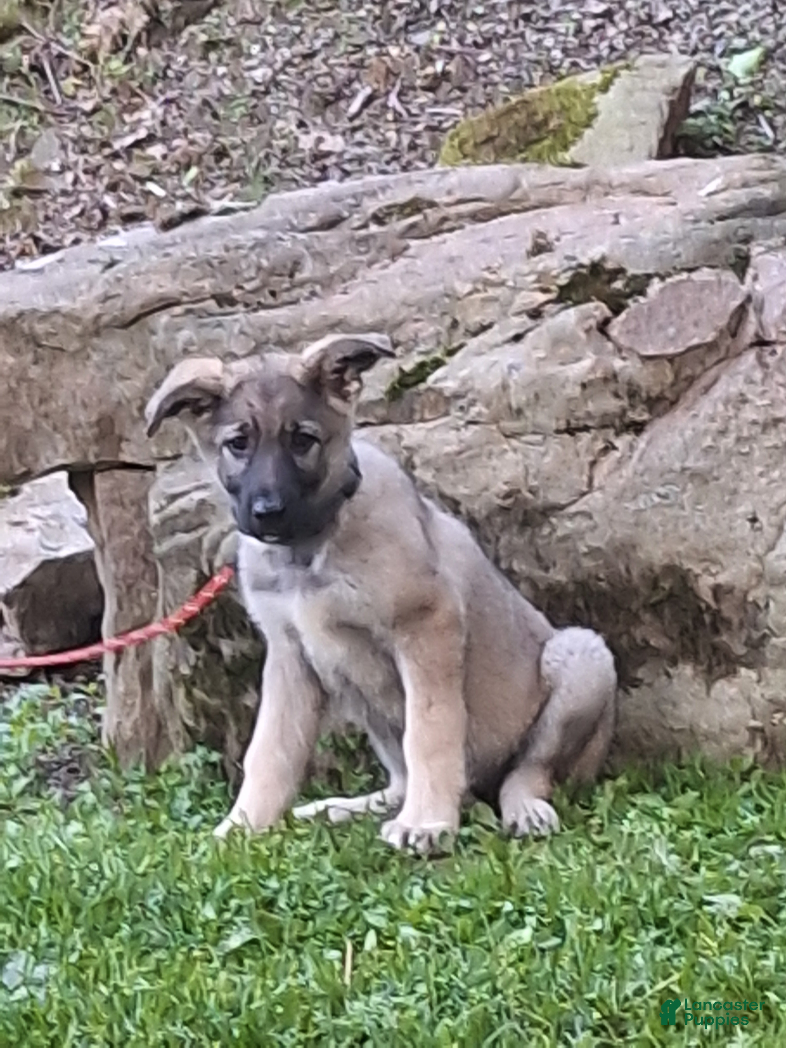 German Shepherd dogs Zena - Ad 2