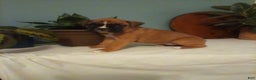 Boxer dogs for sale: Boxer Puppy 3 - Ad 1